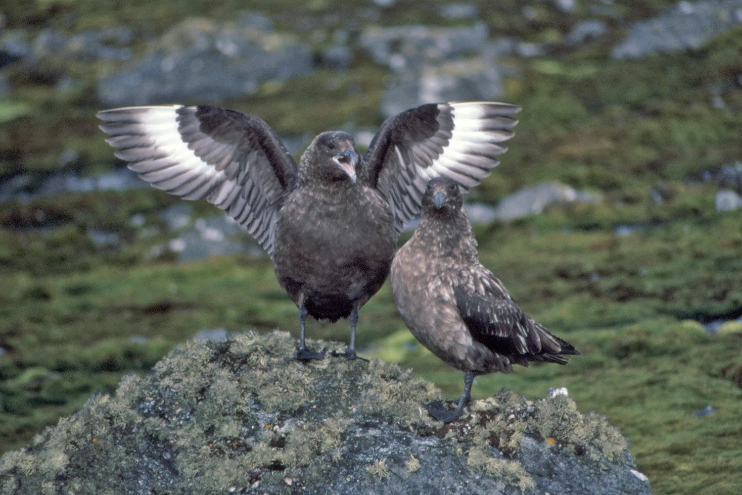 Antarctic or South Polar Skua Displaying - Catharacta maccormicki